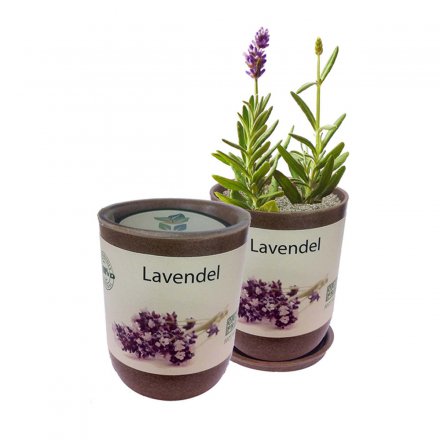 EcoCan Lavendel