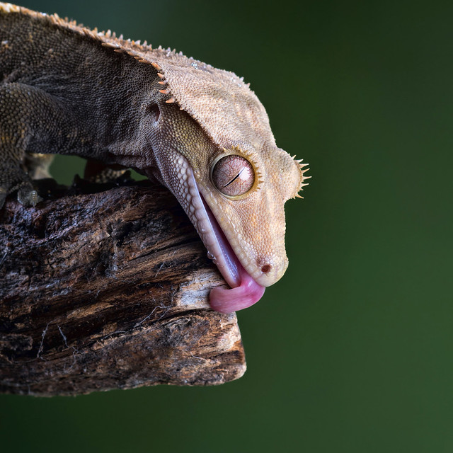 Crested Gecko