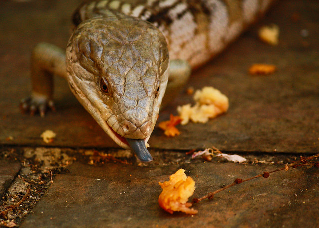 Blue-Tongued Skink