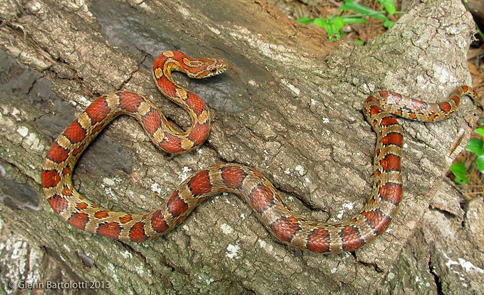 Corn Snake