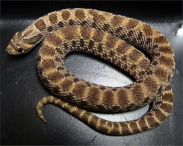 Western Hognose