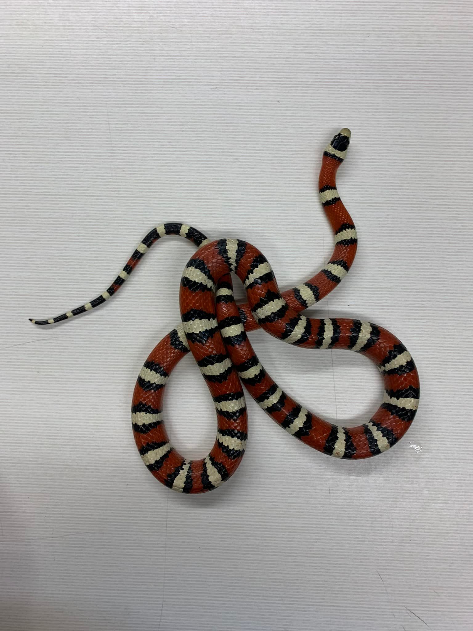 Kingsnake