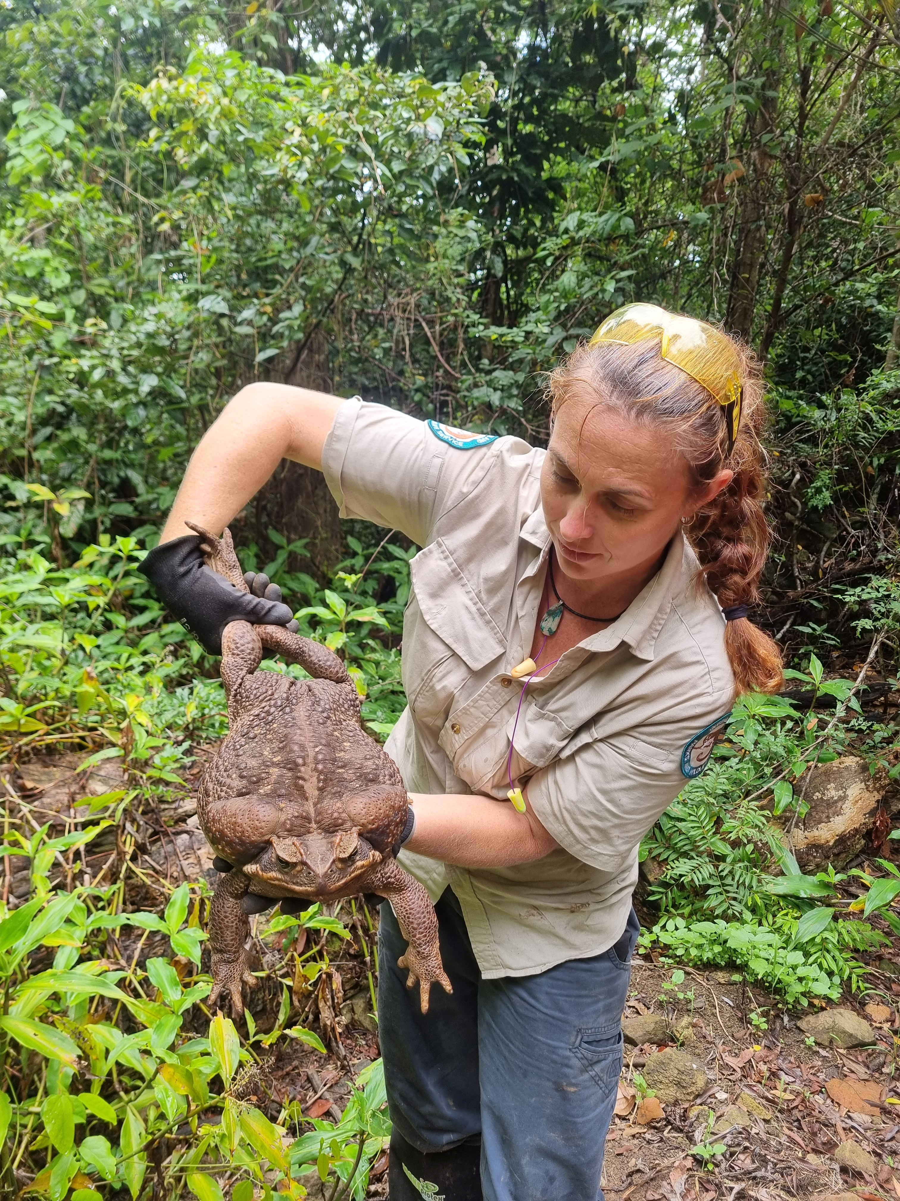 Arkansas Giant Sucking Toad's Smaller Cousin Found In Australia ...