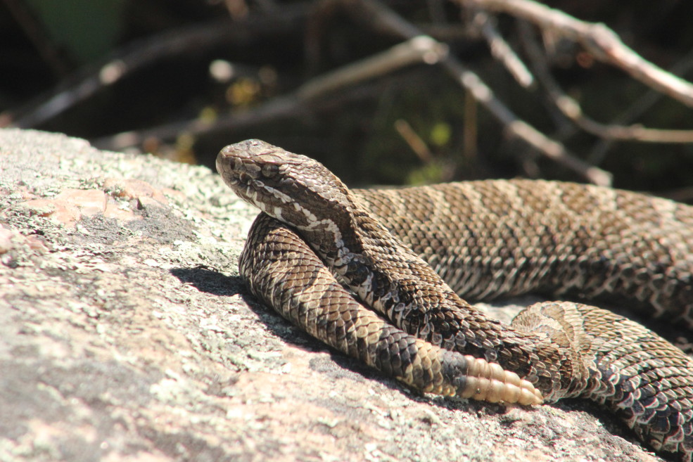 We got up close (but not too close) to Alberta's most venomous critters -  The Weather Network