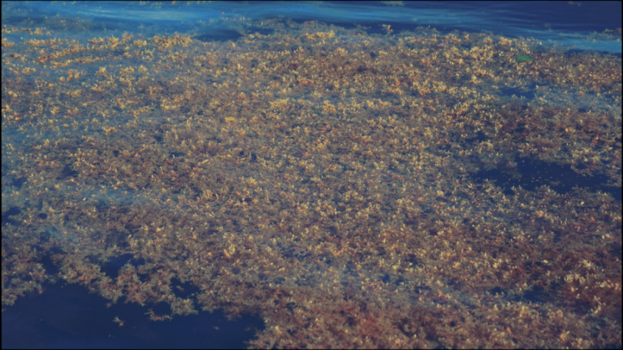 A mat of wild Sargassum growing in the ocean. (Seafield Solutions)