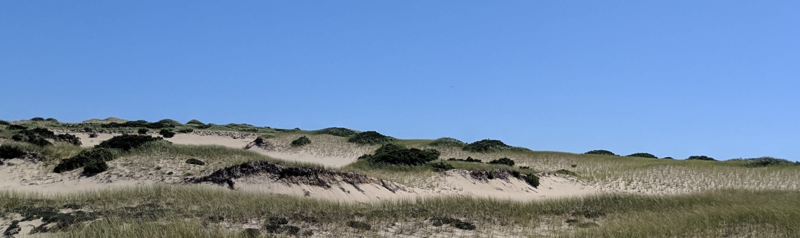 White dunes with beach grass against a cloudless blue sky