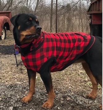 Heartwarming Remy Rottweiler portrait from Canton Animal Hospital’s Memorial Garden, honoring her loving spirit and legacy (July 2016–Feb 2025).