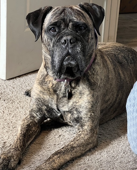 Ripley, a happy and pain-free dog, sitting comfortably after recovering from bilateral TPLO surgery at Canton Animal Hospital