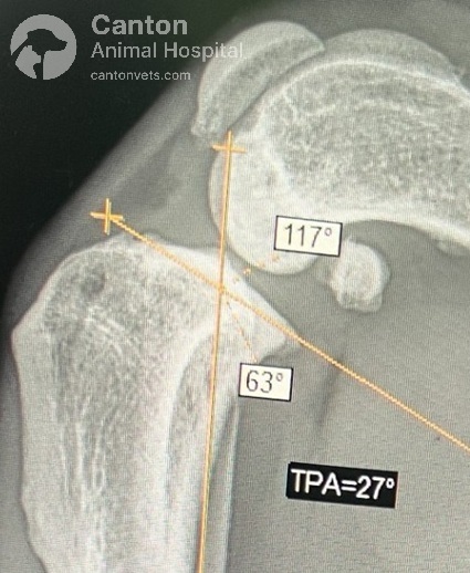 This Torn ACL X-ray shows the fat pad sign and a steep tibial plateau angle (TPA), indicating joint effusion, instability, and cranial cruciate ligament rupture.