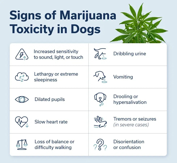 Marijuana Toxicity in Pets | Signs, Treatment & Prevention | Canton ...