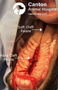 Intraoral photograph showing a cleft palate affecting both the hard and soft palate in a puppy before surgical repair. Image captured at Canton Animal Hospital to document the extent of the congenital defect and assist in planning corrective surgery.