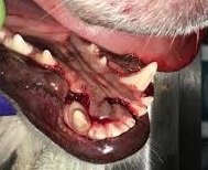 A dog presenting with visible facial swelling and jaw misalignment due to a mandibular fracture. Photo illustrates signs of oral trauma in pets.