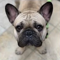 Close-up of a French Bulldog showing stenotic nares—pinched nostrils that restrict airflow, a key feature of brachycephalic airway syndrome.