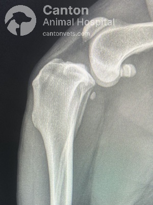 X-ray of a dog’s torn ACL, highlighting caudal femoral displacement, joint instability, and signs of ligament damage.