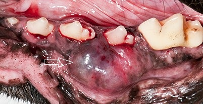 Visible oral mass on the lower jaw of a dog, commonly caused by aggressive tumors such as melanoma or squamous cell carcinoma.