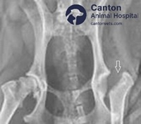 X-ray after FHO surgery displaying removal of femoral head and neck, performed to relieve hip pain and restore mobility in pets.