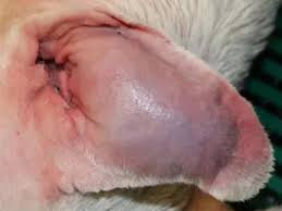 Dog with a fluid-filled ear flap caused by an aural hematoma, showing visible swelling due to trauma or chronic ear irritation.