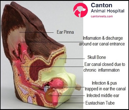 Veterinary ear model displaying a severely narrowed ear canal filled with pus, highlighting the impact of chronic otitis in dogs and the need for surgical intervention.