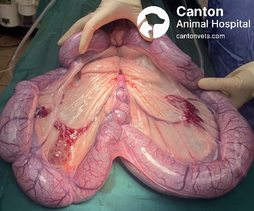 A detailed intraoperative photograph showing a veterinary surgeon performing pyometra surgery on a dog. The infected, pus-filled uterus is carefully removed under sterile surgical conditions.