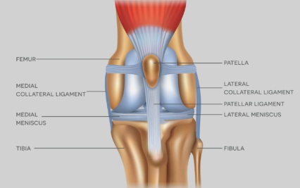 Illustration of a healthy canine stifle joint showing the patella aligned in the femoral trochlear groove. Used to demonstrate normal joint anatomy for comparison in patellar luxation cases.