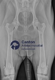 X-ray showing normal canine hip joints with proper alignment, joint space, and bone structure—used for comparison with dysplastic hips.