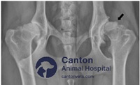 Radiograph of a dog with chronic hip dysplasia showing joint laxity, remodeling, and secondary degenerative joint disease.
