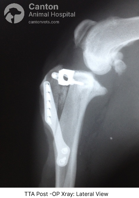 Image of a dog’s knee after TTA surgery, showing the repositioned tibial tuberosity to restore stability following a cranial cruciate ligament (CCL) rupture