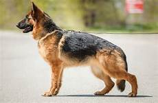 A German Shepherd displaying bunny hopping, a common early sign of hip dysplasia, indicating joint discomfort and mobility issues in dogs.