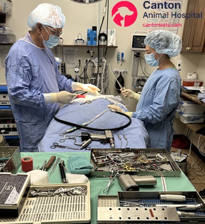 Our state-of-the-art veterinary surgery suite at Canton Animal Hospital, Michigan, ensures advanced surgical care, safety, and precision for pets.