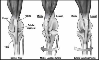 Illustration comparing a normal dog knee joint with medial and lateral patellar luxation. Demonstrates how the kneecap deviates inward or outward due to misalignment