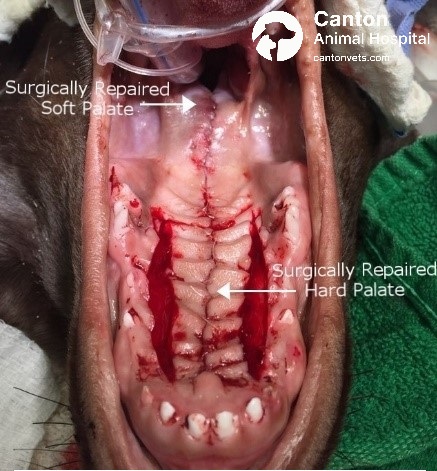 Intraoral view showing successful surgical closure of both hard and soft palate clefts in a puppy at Canton Animal Hospital. Mucosal flaps restore separation between oral and nasal cavities, improving feeding and respiratory health.