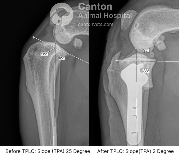 TPLO Surgery for Dogs | Canton Animal Hospital, Michigan | Canton ...