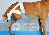 Dog undergoing closed reduction for hip dislocation with an Ehmer sling applied to maintain joint alignment and promote healing.