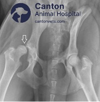 X-ray of a dog with hip luxation, showing a dislocated hip joint, misalignment, and the need for veterinary orthopedic evaluation and treatment.