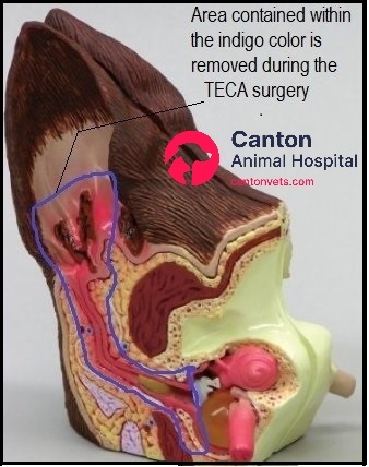 Labeled ear model highlighting external ear canal and middle ear structures typically removed during TECA-BO surgery in dogs with chronic ear disease.
