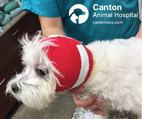 Post-operative image of a dog with head bandage following bilateral TECA-BO surgery to treat severe, chronic ear disease in both ears.