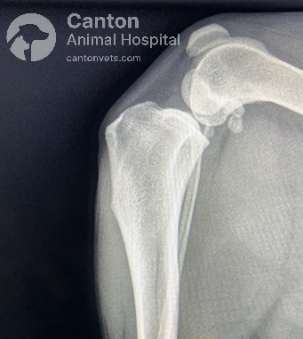 This normal stifle X-ray (lateral view) shows proper joint alignment, smooth tibial plateau, and intact cranial cruciate ligament with no signs of instability or arthritis.