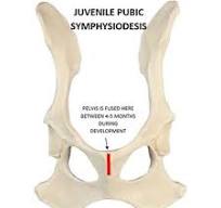 Image showing pubic symphysiodesis in a puppy, a preventive surgical procedure to improve hip joint stability and slow dysplasia progression.
