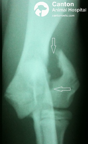 Radiograph highlighting a displaced lateral humeral condylar fracture in a dog’s elbow. Arrows indicate fracture location and joint involvement.