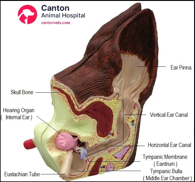 Educational model showing the external, middle, and inner ear anatomy in dogs—used to explain ear disease and TECA-BO surgical changes.