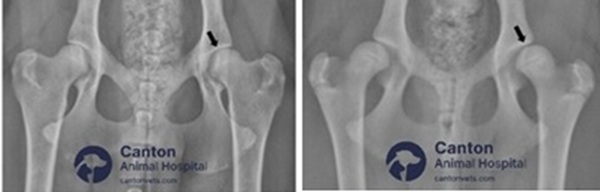 Side-by-side X-rays showing normal hip anatomy and dysplastic hip joint in a dog, highlighting differences in joint congruency and bone structure.