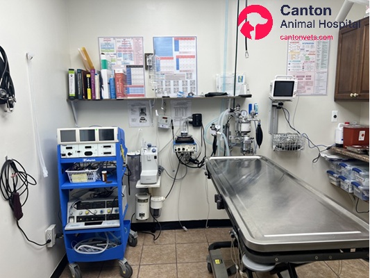 Canton Animal Hospital’s state-of-the-art surgical suite is equipped with advanced anesthesia monitoring, electrosurgical cautery, Ligasure, ventilators, and pain management systems. Our fully equipped facility ensures safe, precise, and effective surgical procedures for pets in Michigan.