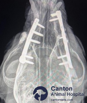 Dorsal radiograph showing successful bilateral mandibular fracture repair in a dog using titanium bone plates and screws. Performed at Canton Animal Hospital.