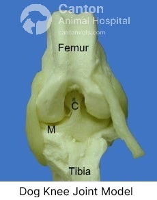 This dog knee joint model illustrates the anatomy of the stifle, including the cranial cruciate ligament (CCL), tibia, femur, and patella, for educational reference.