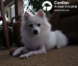 A happy, alert dog resting comfortably after successful lateral humeral condylar fracture surgery. Full limb function restored following orthopedic care at Canton Animal Hospital.