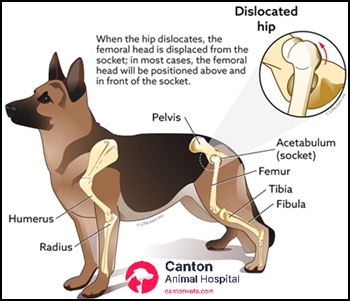 Infographic comparing a healthy hip joint with a luxated joint in a dog, illustrating anatomy and dislocation for client education.