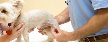 A small dog receives a knee exam to check for luxating patella at Canton Animal Hospital. Early detection helps prevent joint pain and future mobility issues.