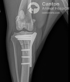 This post-TPLO X-ray (VD view) shows a perfect osteotomy cut, with optimal plate and screw placement, ensuring stability and proper healing after ACL repair.