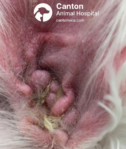 Dog showing severe ear canal stenosis prior to TECA-BO surgery—commonly caused by chronic otitis and requiring surgical intervention