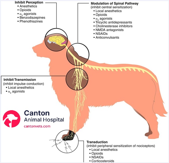 This pain pathway model illustrates how dogs process pain and emphasizes the importance of multimodal pain relief for effective pain management.